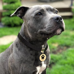 Load image into Gallery viewer, Pet Leather Collar With Custom Name &amp; Phone Number Footprint Pendant
